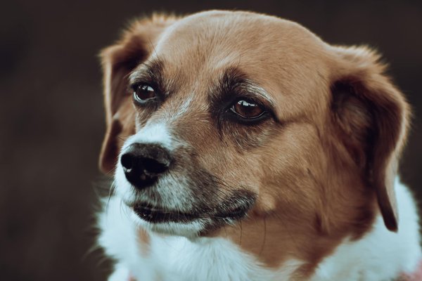 Hoe kun je de gezondheid van je kat verbeteren?